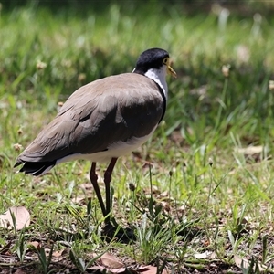 Vanellus miles (Masked Lapwing) at Greenway, ACT by RodDeb