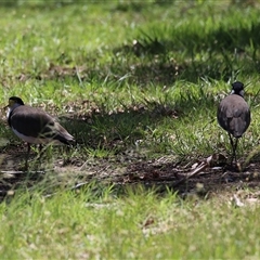 Vanellus miles at Greenway, ACT - 11 Dec 2024 12:32 PM