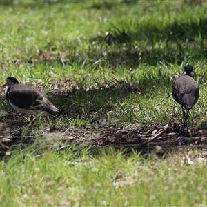 Vanellus miles at Greenway, ACT - 11 Dec 2024 12:32 PM