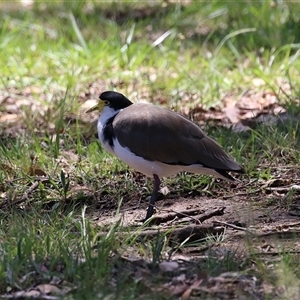 Vanellus miles at Greenway, ACT - 11 Dec 2024 12:32 PM