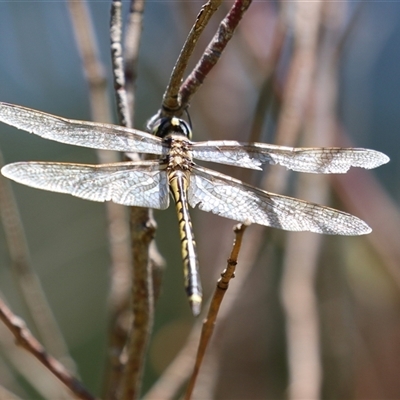 Hemicordulia tau at Greenway, ACT - 11 Dec 2024 by RodDeb