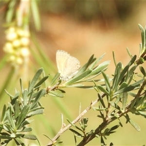 Nacaduba biocellata at Murrumbateman, NSW - 11 Dec 2024