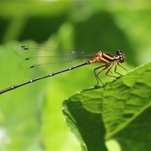 Nososticta solida at Greenway, ACT by RodDeb