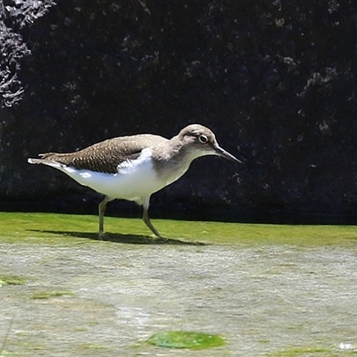 Actitis hypoleucos (Common Sandpiper) at Greenway, ACT - 11 Dec 2024 by RodDeb