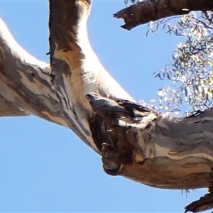 Callocephalon fimbriatum (identifiable birds) (Gang-gang Cockatoo (named birds)) at Cook, ACT by CathB