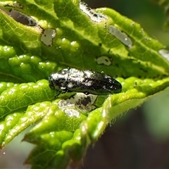 Aaaaba fossicollis (Raspberry jewel beetle) at Cook, ACT - 10 Dec 2024 by CathB