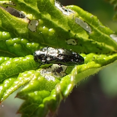 Aaaaba fossicollis (Raspberry jewel beetle) at Cook, ACT - 10 Dec 2024 by CathB