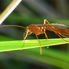 Ichneumonidae (family) at West Hobart, TAS - 11 Dec 2024 by VanessaC