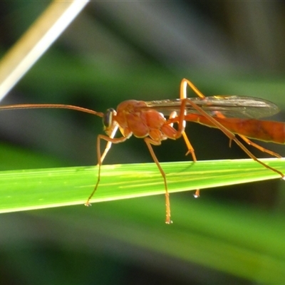 Ichneumonidae (family) at West Hobart, TAS - 11 Dec 2024 by VanessaC