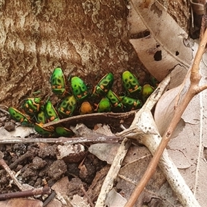 Scutiphora pedicellata (Metallic Jewel Bug) at Diggers Camp, NSW by Topwood