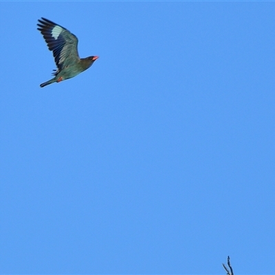 Eurystomus orientalis (Dollarbird) at Tahmoor, NSW - 11 Dec 2024 by Freebird