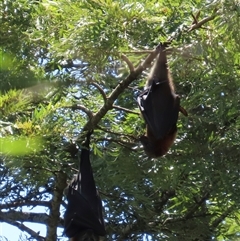 Pteropus poliocephalus (Grey-headed Flying-fox) at Kangaroo Valley, NSW - 11 Dec 2024 by lbradley