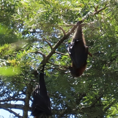 Pteropus poliocephalus (Grey-headed Flying-fox) at Kangaroo Valley, NSW - 11 Dec 2024 by lbradley