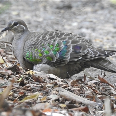 Phaps chalcoptera (Common Bronzewing) at Emerald, VIC - 10 Dec 2024 by GlossyGal