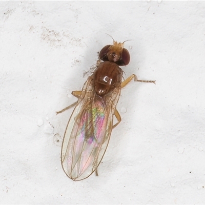 Pyrgotidae sp. (family) at Melba, ACT - 8 Dec 2024 by kasiaaus