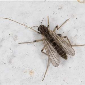 Unidentified Crane fly, midge, mosquito or gnat (several families) at Melba, ACT by kasiaaus