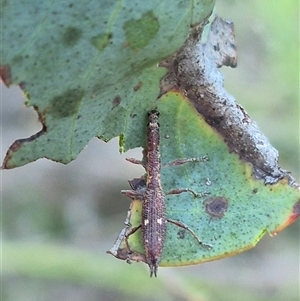 Rhadinosomus lacordairei at Bungendore, NSW - 11 Dec 2024