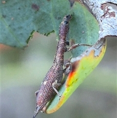 Rhadinosomus lacordairei at Bungendore, NSW - 11 Dec 2024