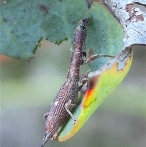 Rhadinosomus lacordairei at Bungendore, NSW - 11 Dec 2024