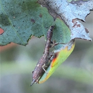 Rhadinosomus lacordairei at Bungendore, NSW - 11 Dec 2024