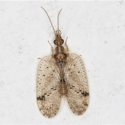 Psectra sp. (genus) (Psectra lacewing) at Melba, ACT - 9 Dec 2024 by kasiaaus