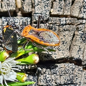 Gminatus australis at Isaacs, ACT - 11 Dec 2024