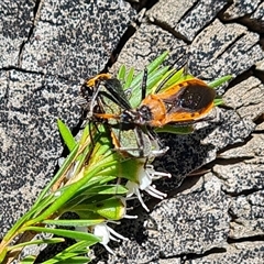 Gminatus australis at Isaacs, ACT - 11 Dec 2024