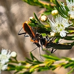 Gminatus australis at Isaacs, ACT - 11 Dec 2024