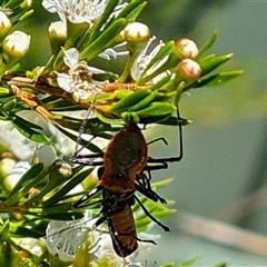 Gminatus australis at Isaacs, ACT - 11 Dec 2024