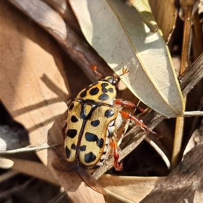 Neorrhina punctatum (Spotted flower chafer) at Tathra, NSW - 11 Dec 2024 by MattYoung