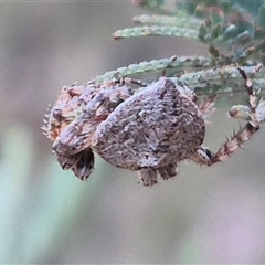 Dolophones sp. (genus) at Bungendore, NSW - suppressed