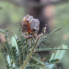 Dolophones sp. (genus) at Bungendore, NSW - suppressed