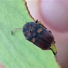 Cadmus (Cadmus) crucicollis (Leaf beetle) at Bungendore, NSW - 11 Dec 2024 by clarehoneydove