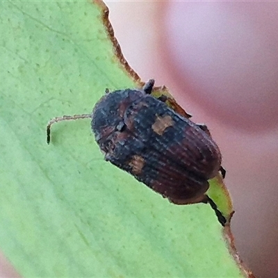 Cadmus (Cadmus) crucicollis (Leaf beetle) at Bungendore, NSW - 11 Dec 2024 by clarehoneydove