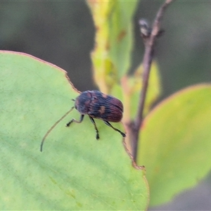 Cadmus (Cadmus) crucicollis at Bungendore, NSW - 11 Dec 2024