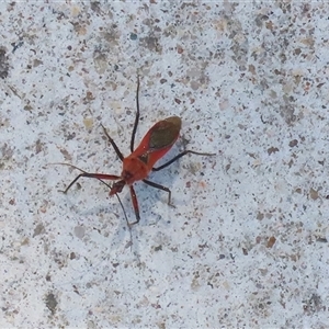 Gminatus australis (Orange assassin bug) at Macarthur, ACT by RodDeb