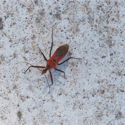 Gminatus australis (Orange assassin bug) at Macarthur, ACT - 11 Dec 2024 by RodDeb