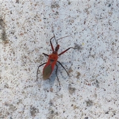 Gminatus australis at Macarthur, ACT - 11 Dec 2024