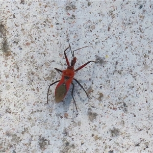 Gminatus australis at Macarthur, ACT - 11 Dec 2024