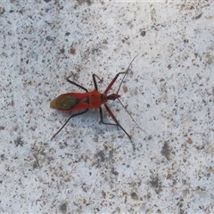 Gminatus australis at Macarthur, ACT - 11 Dec 2024