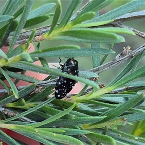 Diphucrania kohouti at Bungendore, NSW - suppressed