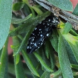 Diphucrania kohouti at Bungendore, NSW - suppressed