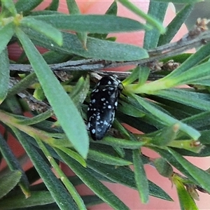 Diphucrania kohouti at Bungendore, NSW - suppressed