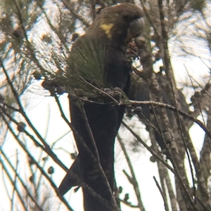 Calyptorhynchus lathami lathami (Glossy Black-Cockatoo) at Tallong, NSW by GITM1