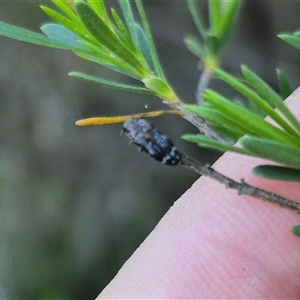 Diphucrania sp. (genus) (Jewel Beetle) at Bungendore, NSW by clarehoneydove