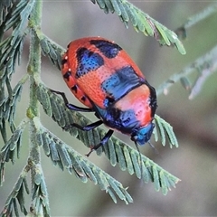 Choerocoris paganus (Ground shield bug) at Bungendore, NSW - 11 Dec 2024 by clarehoneydove