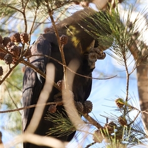 Calyptorhynchus lathami lathami (Glossy Black-Cockatoo) at Penrose, NSW by GITM1