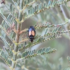 Unidentified Beetle (Coleoptera) at Bungendore, NSW - 11 Dec 2024 by clarehoneydove