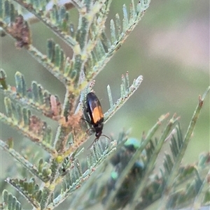 Sarothrocrepis civica at Bungendore, NSW - suppressed