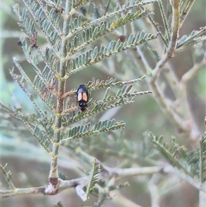 Sarothrocrepis civica at Bungendore, NSW - suppressed